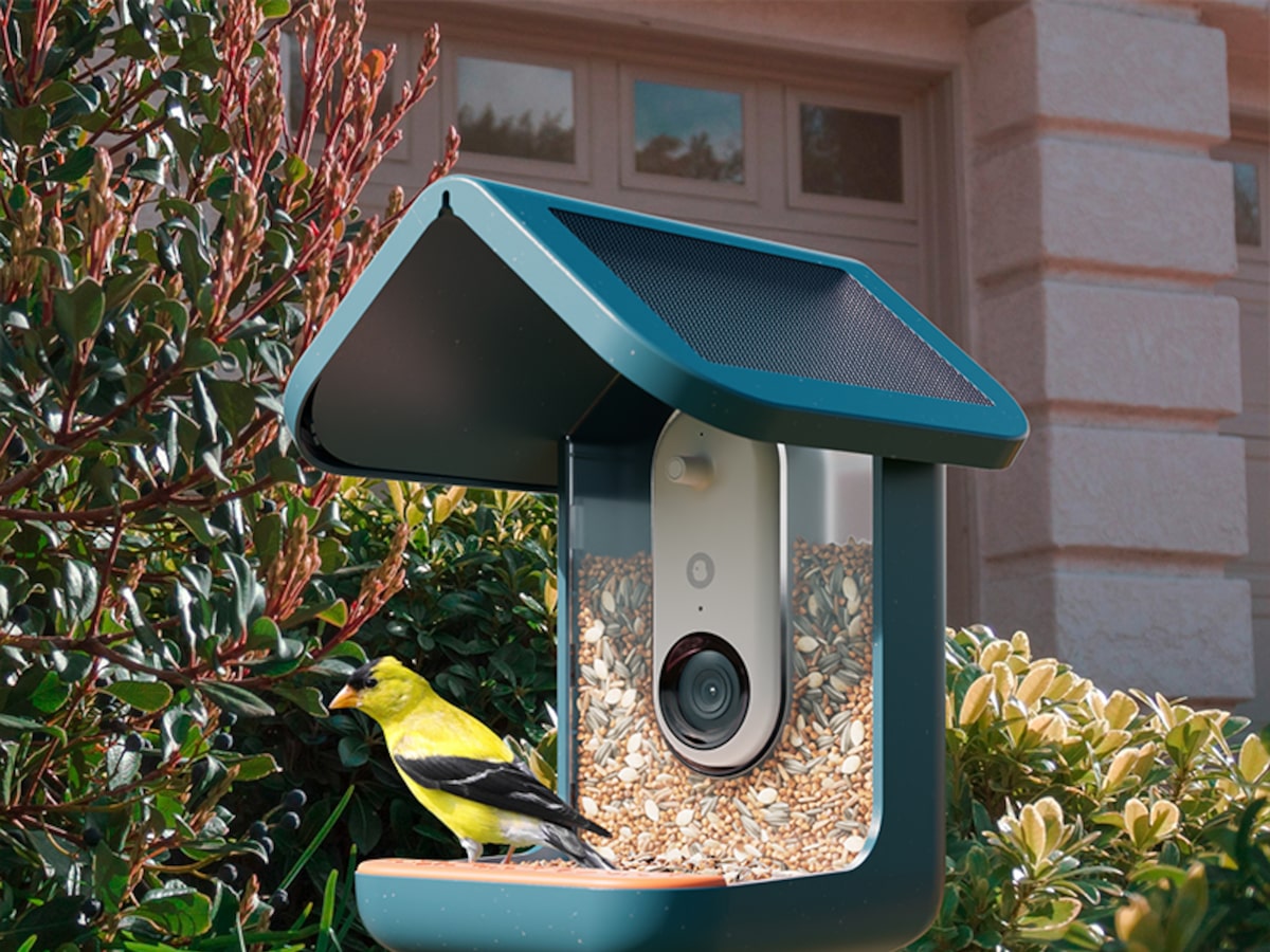 Giveaway! Birdbuddy Smart Bird Feeder Pro with Solar Roof