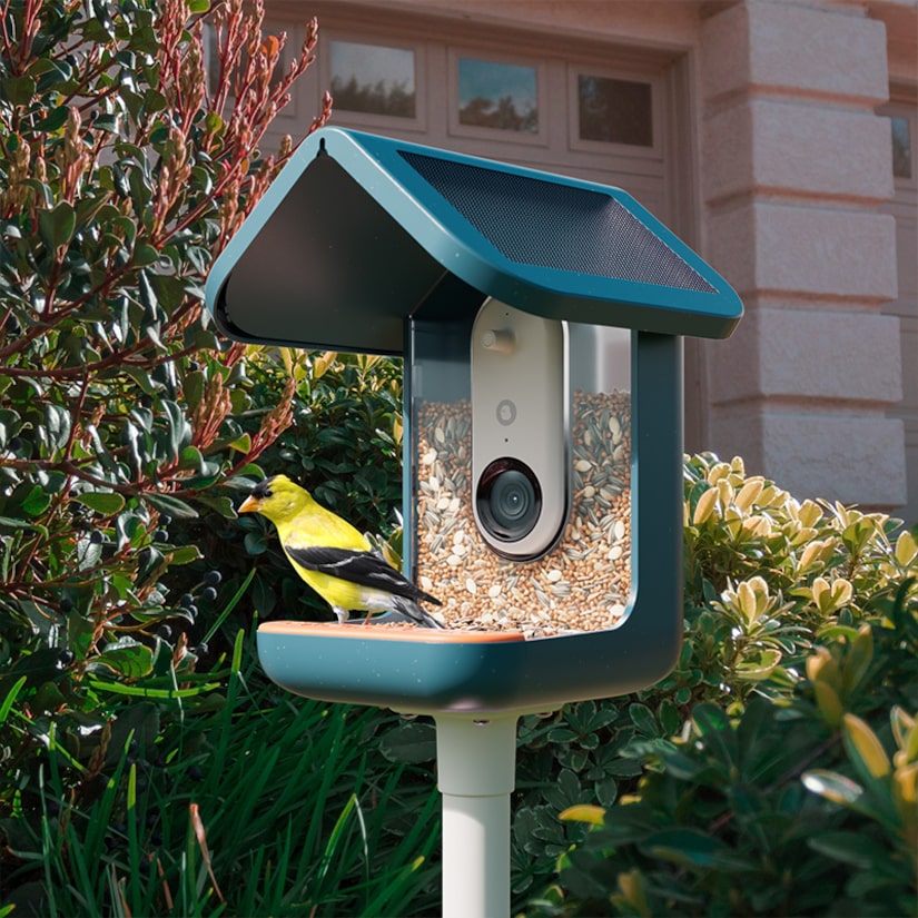 Giveaway! Birdbuddy Smart Bird Feeder Pro with Solar Roof